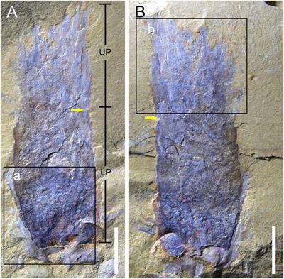 Two new metazoans from the Cambrian Guanshan biota of China